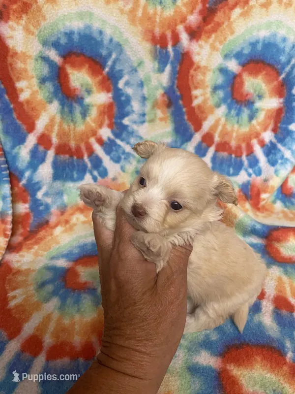 Peaches  – Maltipoo puppy for sale in Heidelberg, MS