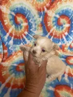 Peaches , a female Maltipoo for sale in Heidelberg, MS – 1 of 4