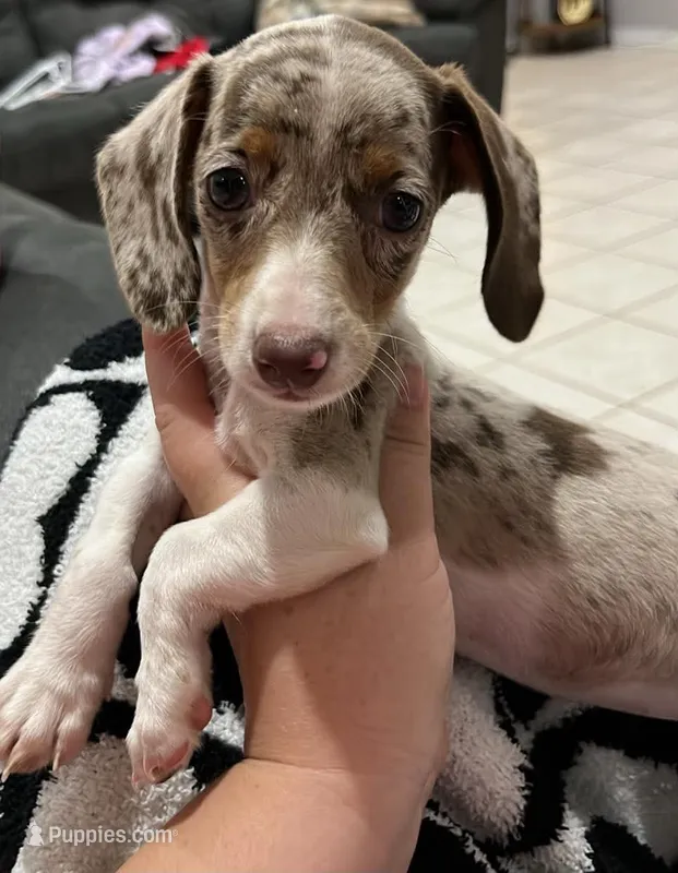 Stella – Miniature Dachshund puppy for sale in Heidelberg, MS