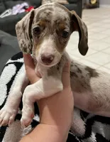Stella, a female Miniature Dachshund for sale in Heidelberg, MS – 1 of 3
