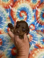 Hank, a male Miniature Dachshund for sale in Heidelberg, MS – 2 of 4