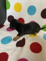 Rocky, a male Miniature Dachshund for sale in Heidelberg, MS – 2 of 4