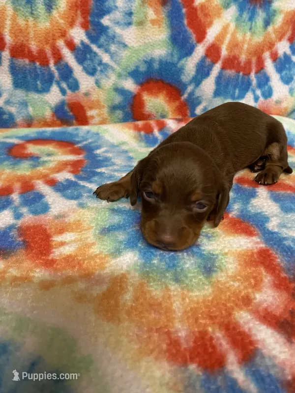 Hank – Miniature Dachshund puppy for sale in Heidelberg, MS