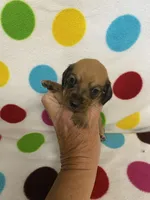 Velvet, a female Miniature Dachshund for sale in Heidelberg, MS – 2 of 5