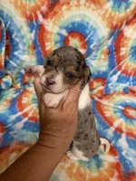 Stella , a female Miniature Dachshund for sale in Heidelberg, MS – 3 of 3