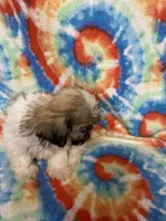 Heidi , a female Shih Tzu for sale in Heidelberg, MS – 2 of 3