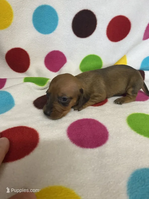 Candy  – Miniature Dachshund puppy for sale in Heidelberg, MS