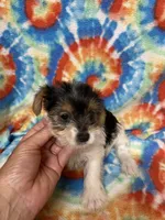 Lily, a female Yorkshire Terrier for sale in Heidelberg, MS – 2 of 5