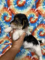 Lily, a female Yorkshire Terrier for sale in Heidelberg, MS – 3 of 5
