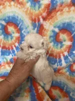 Ted, a male Maltipoo for sale in Heidelberg, MS – 4 of 4