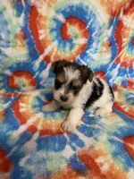 Sparky, a male Yorkshire Terrier for sale in Heidelberg, MS – 3 of 4