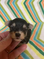 Gracie , a female Morkie for sale in Heidelberg, MS – 4 of 4