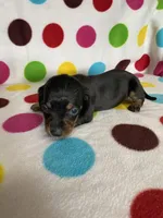 Dallas, a male Miniature Dachshund for sale in Heidelberg, MS – Photo 3 of 4