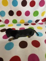 Dallas, a male Miniature Dachshund for sale in Heidelberg, MS – Photo 4 of 4