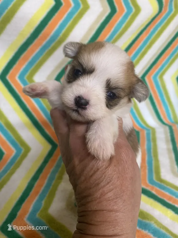 Princess  – Morkie puppy for sale in Heidelberg, MS