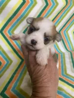 Princess , a female Morkie for sale in Heidelberg, MS – 1 of 4