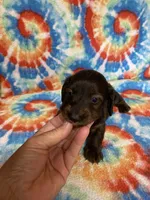 Dexter, a male Miniature Dachshund for sale in Heidelberg, MS – 3 of 4