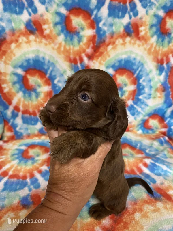 Mayley  – Miniature Dachshund puppy for sale in Heidelberg, MS