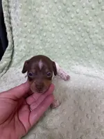 Max, a male Miniature Dachshund for sale in Heidelberg, MS – Photo 2 of 5