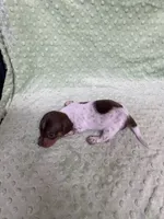 Max, a male Miniature Dachshund for sale in Heidelberg, MS – Photo 3 of 5