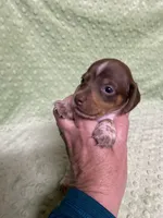 Max, a male Miniature Dachshund for sale in Heidelberg, MS – Photo 1 of 5