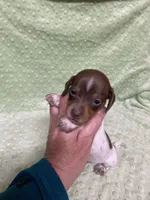 Max, a male Miniature Dachshund for sale in Heidelberg, MS – Photo 4 of 5