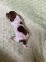 Max, a male Miniature Dachshund for sale in Heidelberg, MS – Photo 5 of 5