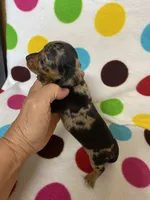 Jessie, a female Miniature Dachshund for sale in Heidelberg, MS – 5 of 5