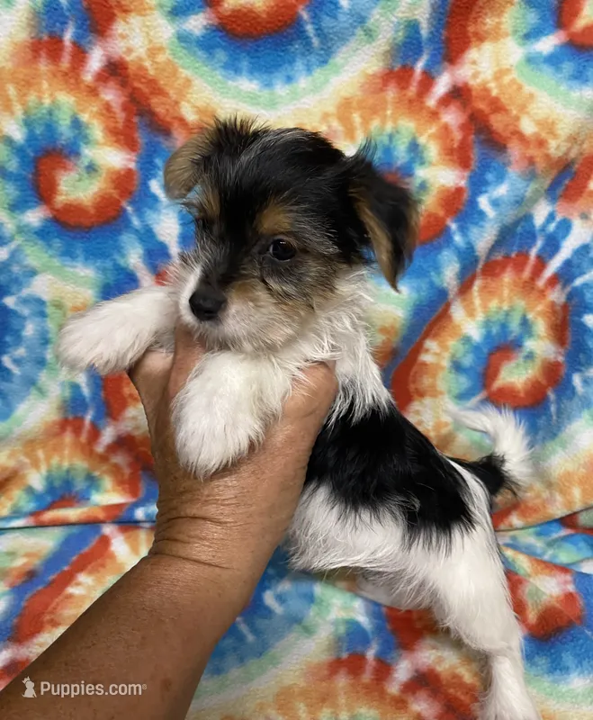 Lily – Yorkshire Terrier puppy for sale in Heidelberg, MS