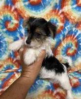 Lily, a female Yorkshire Terrier for sale in Heidelberg, MS – 1 of 5