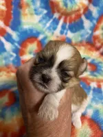 Tex, a male Shih Tzu for sale in Heidelberg, MS – 3 of 4