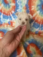 Ted, a male Maltipoo for sale in Heidelberg, MS – 3 of 4