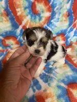 Sparky, a male Yorkshire Terrier for sale in Heidelberg, MS – 2 of 4