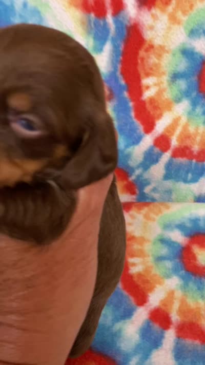 Captain , a male Miniature Dachshund for sale in Heidelberg, MS – 4 of 4