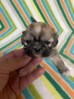 Suzy, a female Shih Tzu for sale in Heidelberg, MS – Photo 2 of 4