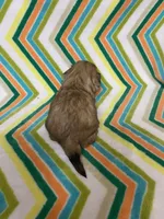 Suzy, a female Shih Tzu for sale in Heidelberg, MS – Photo 4 of 4