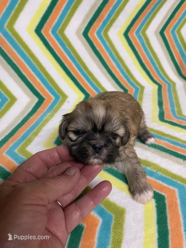 Suzy – Shih Tzu puppy on hold in Heidelberg, MS