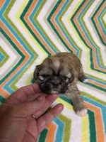 Suzy, a female Shih Tzu for sale in Heidelberg, MS – Photo 1 of 4