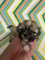 Suzy, a female Shih Tzu for sale in Heidelberg, MS – Photo 3 of 4