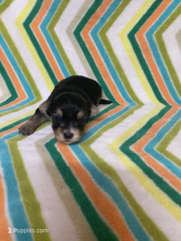 Gracie  – Morkie puppy for sale in Heidelberg, MS