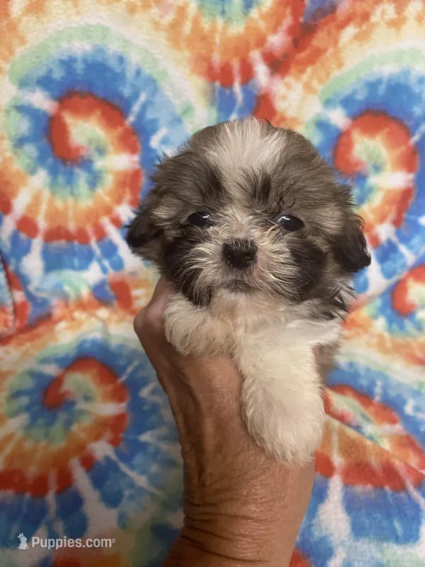 Chester – Shih Tzu puppy on hold in Heidelberg, MS