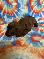 Mayley , a female Miniature Dachshund for sale in Heidelberg, MS – 4 of 4