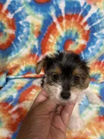 Lily, a female Yorkshire Terrier for sale in Heidelberg, MS – 5 of 5