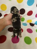 Jessie, a female Miniature Dachshund for sale in Heidelberg, MS – 3 of 5