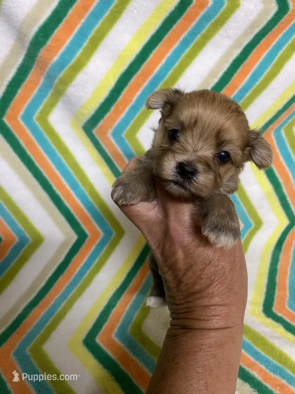 Toby  – Morkie puppy for sale in Heidelberg, MS