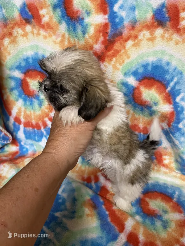 Heidi  – Shih Tzu puppy for sale in Heidelberg, MS