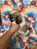 Heidi , a female Shih Tzu for sale in Heidelberg, MS – 1 of 3