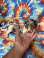 Stella, a female Miniature Dachshund for sale in Heidelberg, MS – 2 of 3