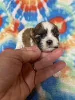 Rex, a male Shih Tzu for sale in Heidelberg, MS – 2 of 4