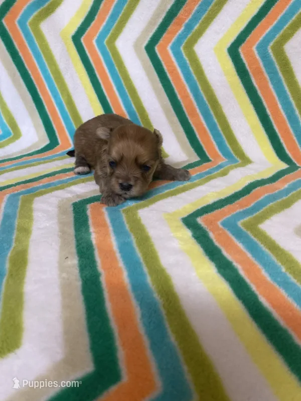 Toby  – Morkie puppy for sale in Heidelberg, MS